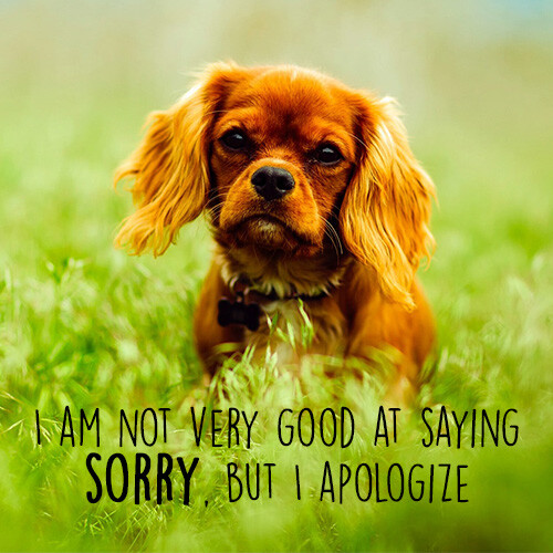 sorry-with-cute-brown-puppy